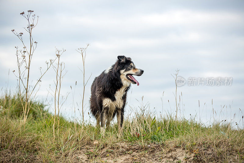 在长满草的岬角上的边境牧羊犬