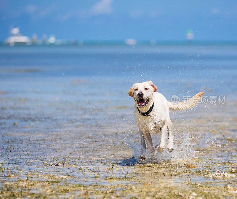 拉布拉多寻回犬运行