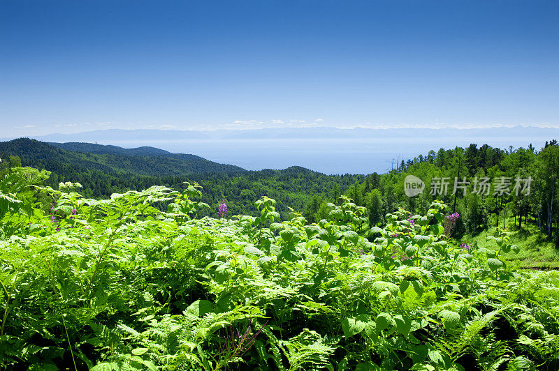 夏天的风景