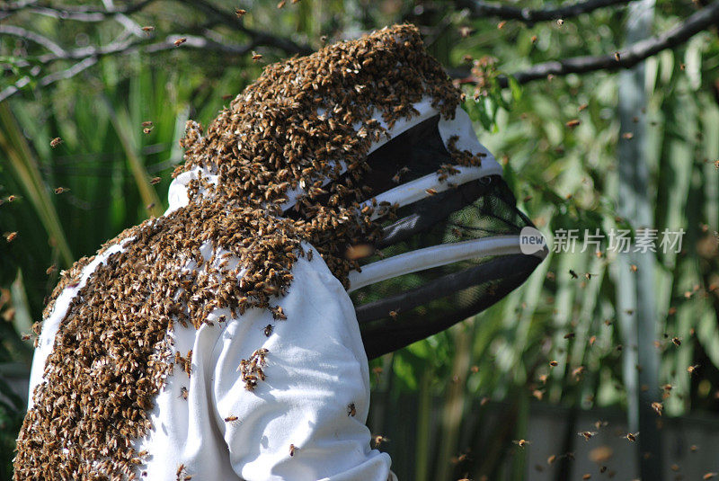 养蜂人工作与蜂巢覆盖的蜜蜂