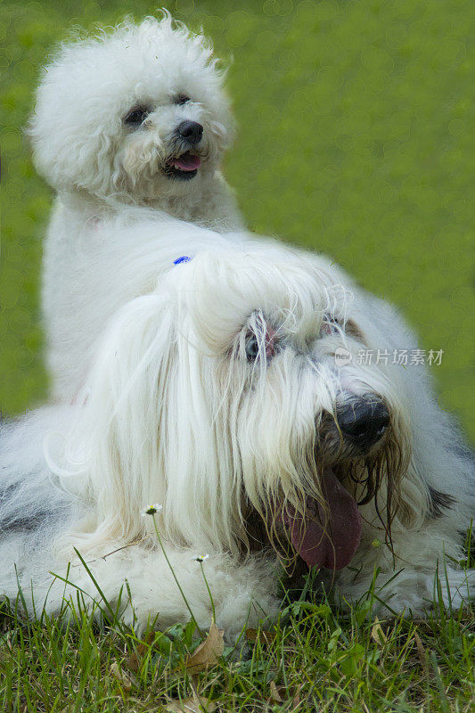 古英国牧羊犬和朋友在一起