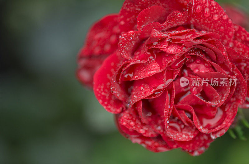 被雨淋湿的红玫瑰花头特写