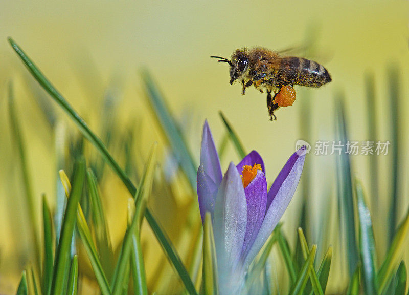 蜜蜂在番红花上飞