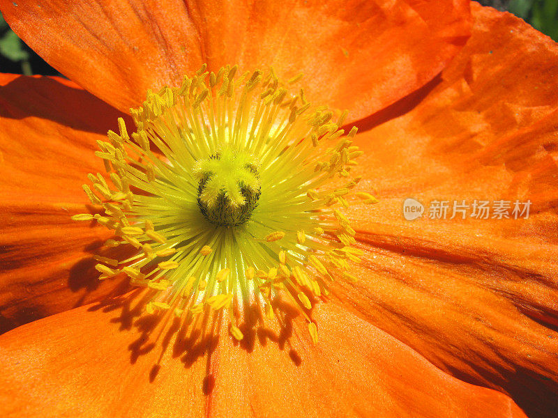 冰岛罂粟，野罂粟，橙花