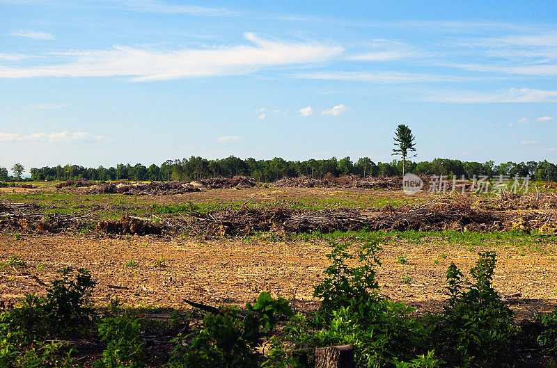 土地砍伐森林