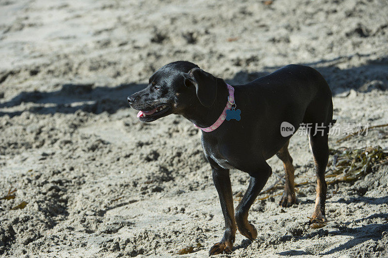 小黑狗站在沙滩上