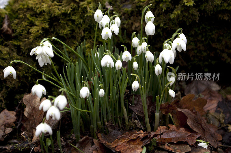 雪花莲