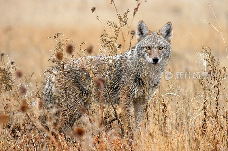 新墨西哥州野生动物保护区的湿土狼