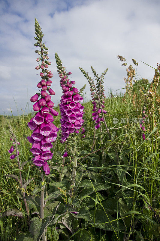 野生Foxgloves