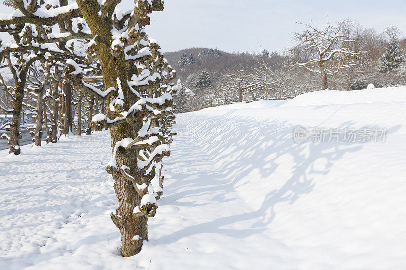 雪冬天的脚印在白雪覆盖的树枝树干隧道德国