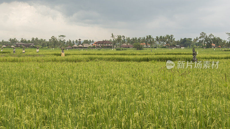 有雕像的梯田稻田，印度尼西亚巴厘岛
