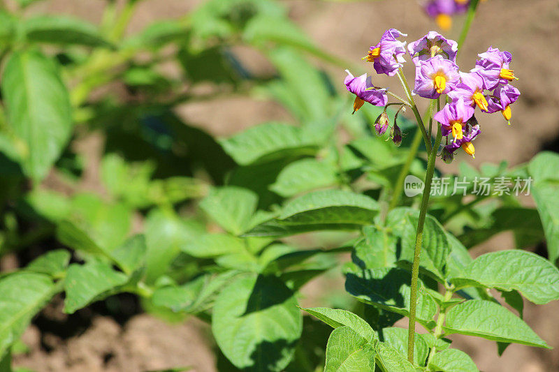 马铃薯植株生长在蔬菜园里，紫薯花形