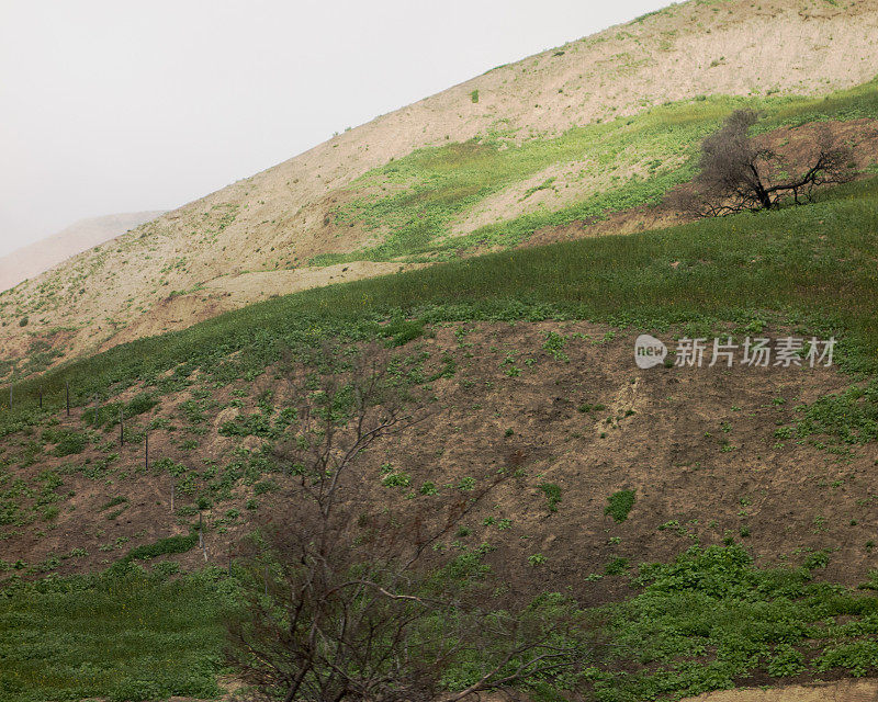 加州的山坡上