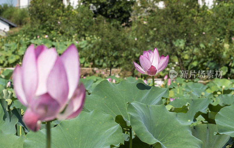 荷花在池塘里