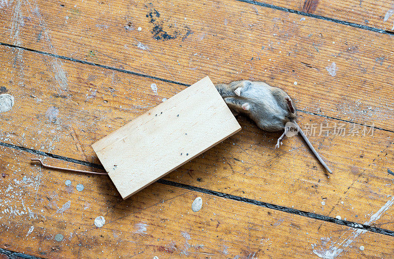 挪威捕鼠器里的一只死老鼠