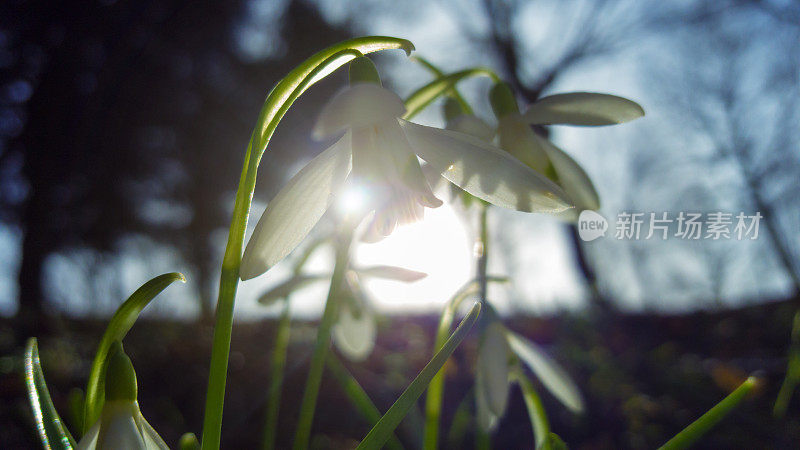 雪花莲在背光中绽放-春天的第一朵花