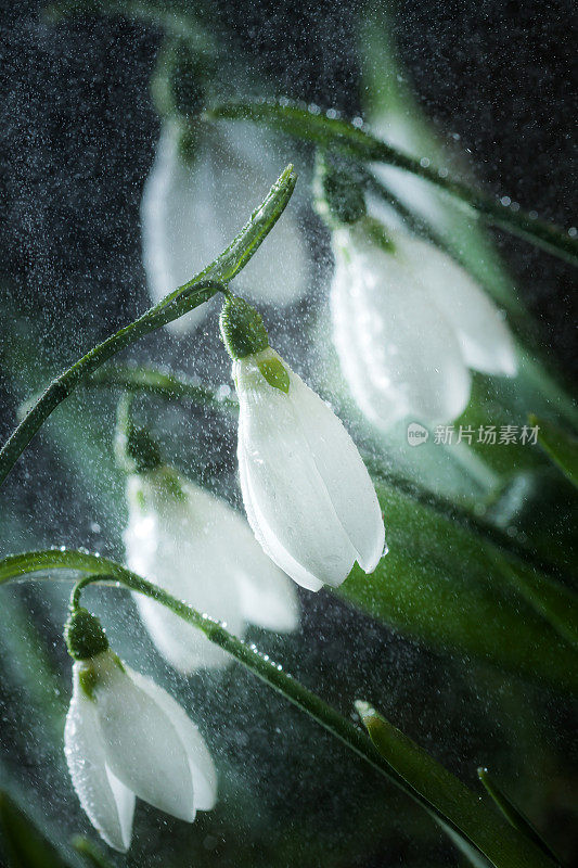 雪花莲是春天的使者