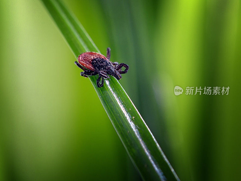 成年蜱(肩胛硬蜱)