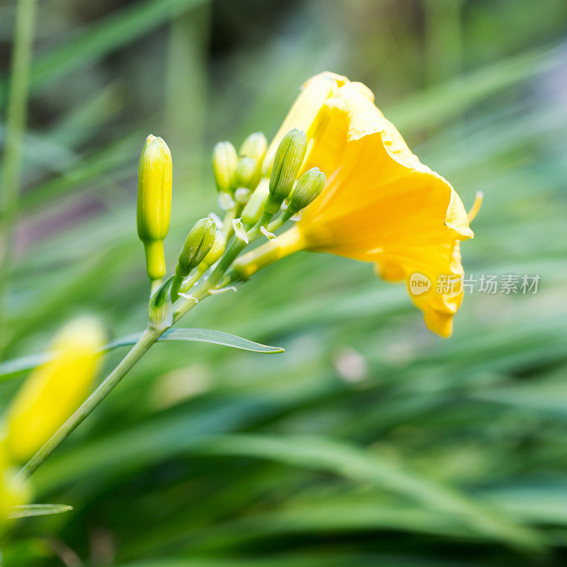 花园里的黄黄花