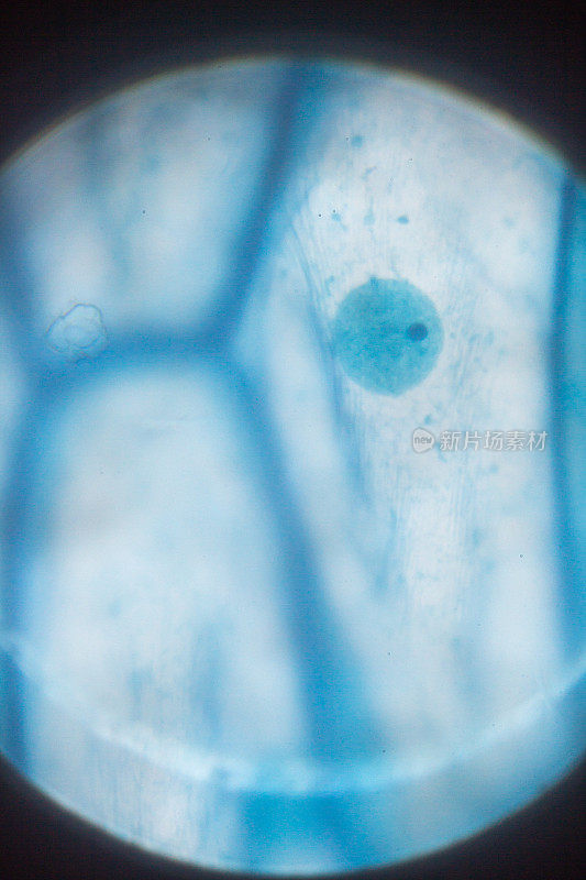 显微镜下的洋葱根顶部细胞