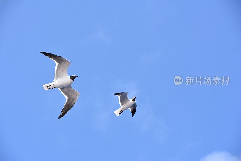 鸟从海上飞过