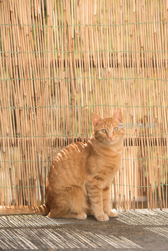 可爱的橙色猫坐在外面的阳台上