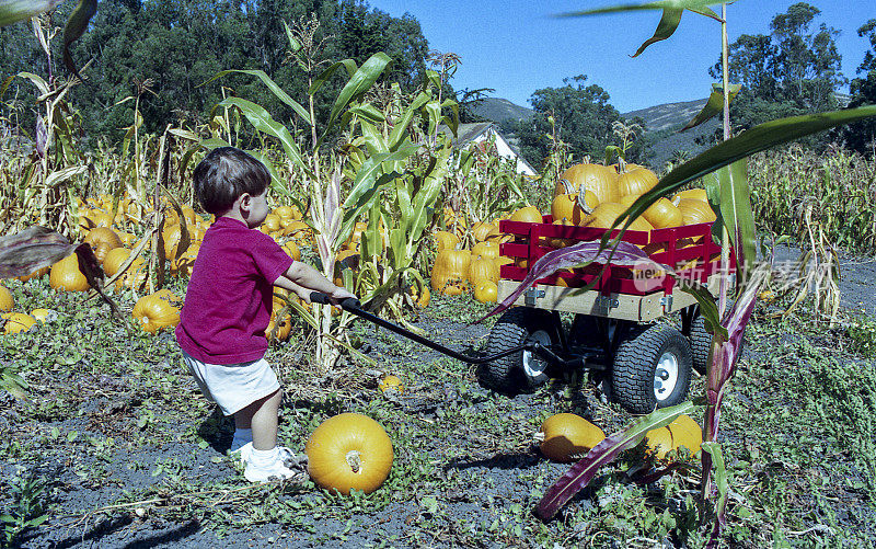 小男孩在农场里摘南瓜