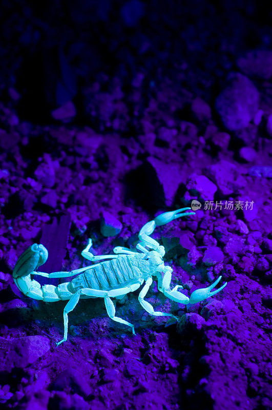 紫外线下的一只大蝎子