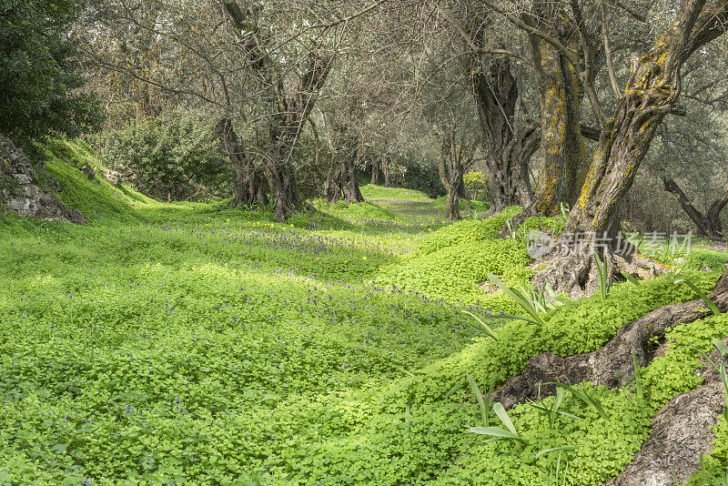 春天的橄榄林和绿色的田野