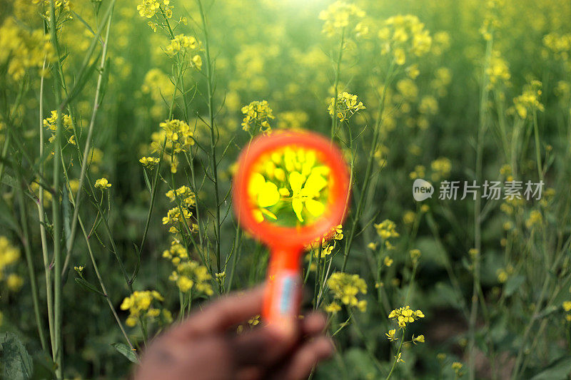 男人检查授粉芥菜作物