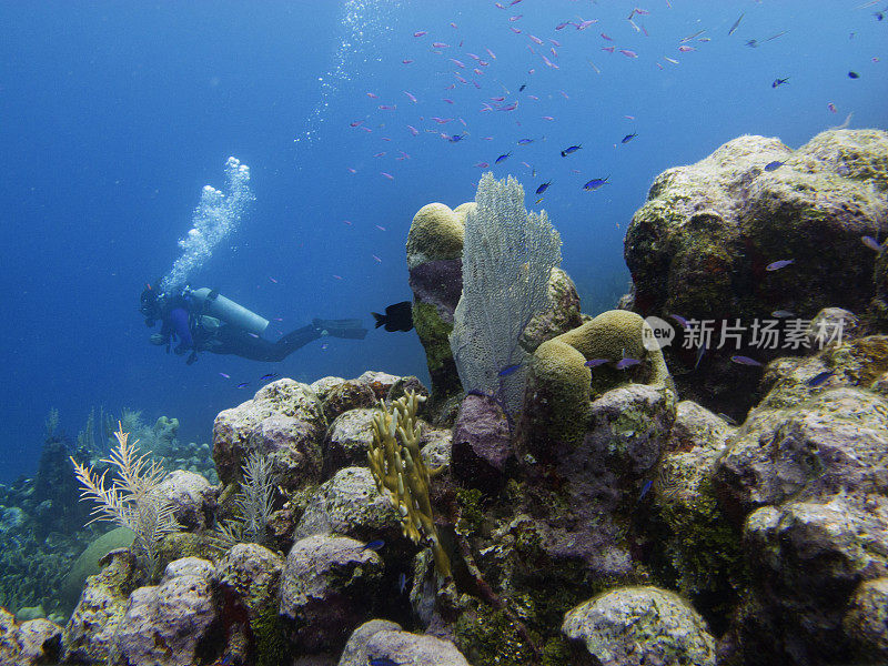 水下呼吸器潜水员在珊瑚礁后面的大扇形气泡