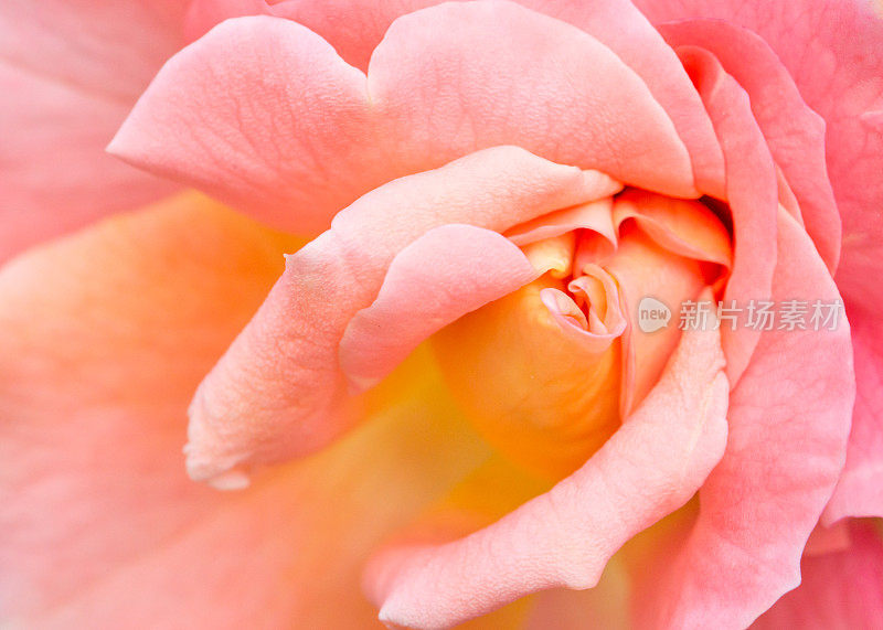 背景-粉红色玫瑰的大尺寸特写