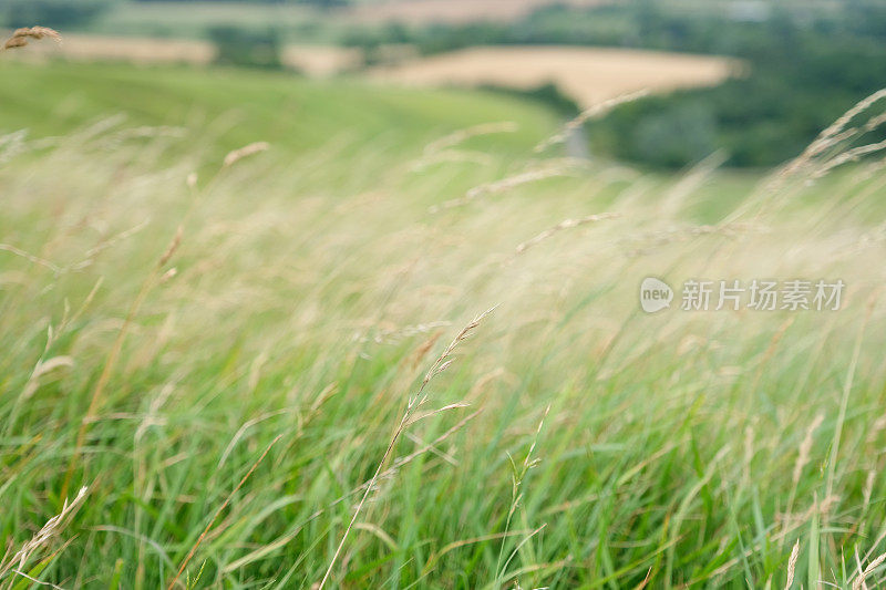 野草