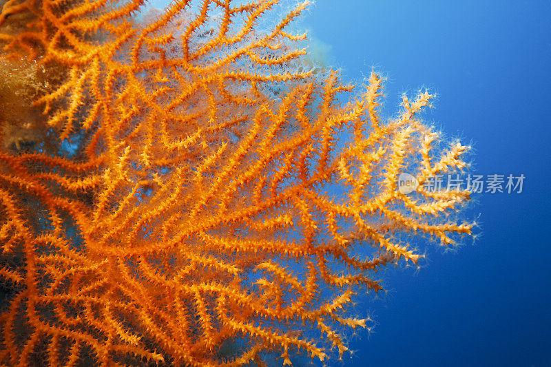 橙色柳珊瑚海洋生物水下呼吸器潜水员视角地中海