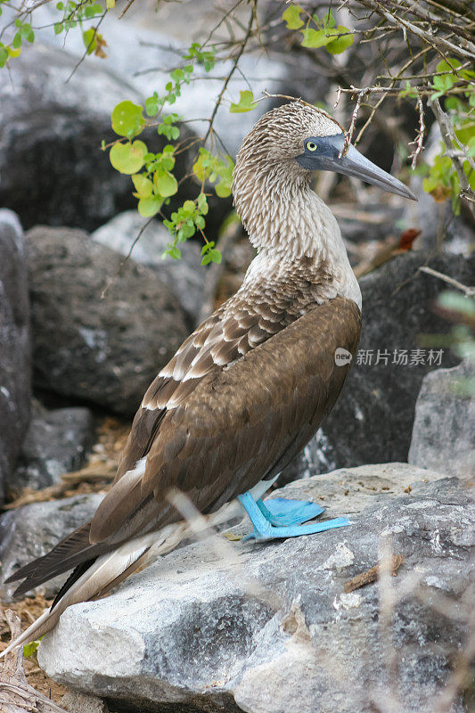 蓝脚鲣鸟站在加拉帕戈斯群岛的岩石海岸上