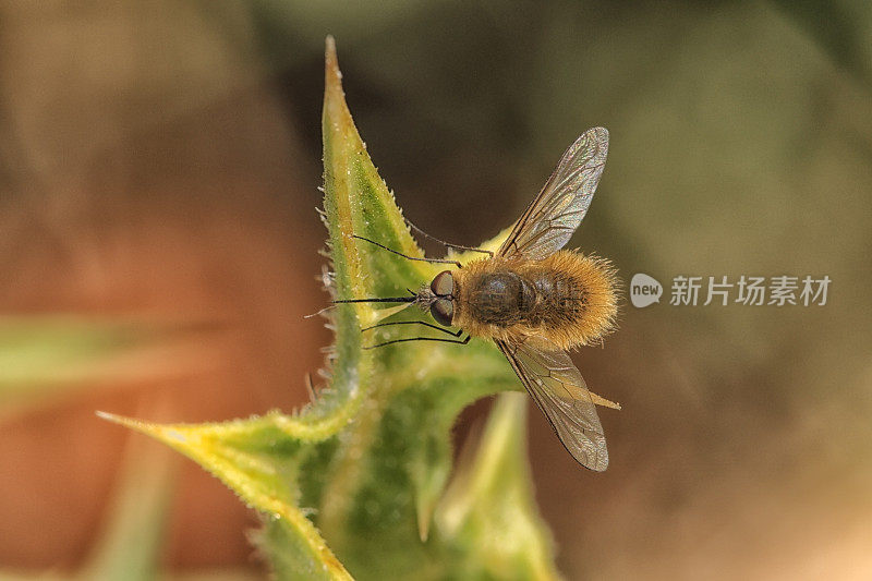 大邦比勒（邦比柳斯少校）