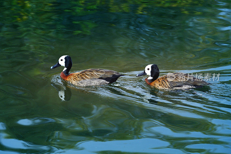 两只鸭子在湖上