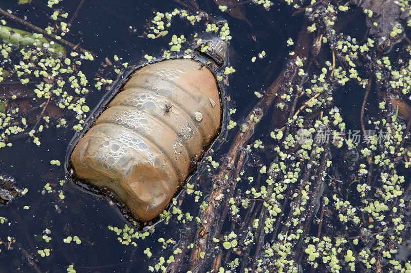 淡水湖中丢弃的塑料瓶，上面有苍蝇。近距离
