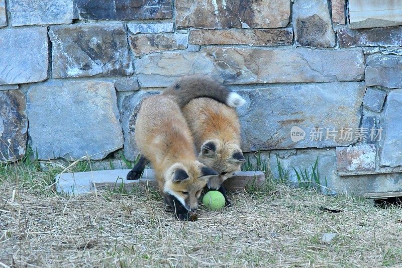 红狐狸