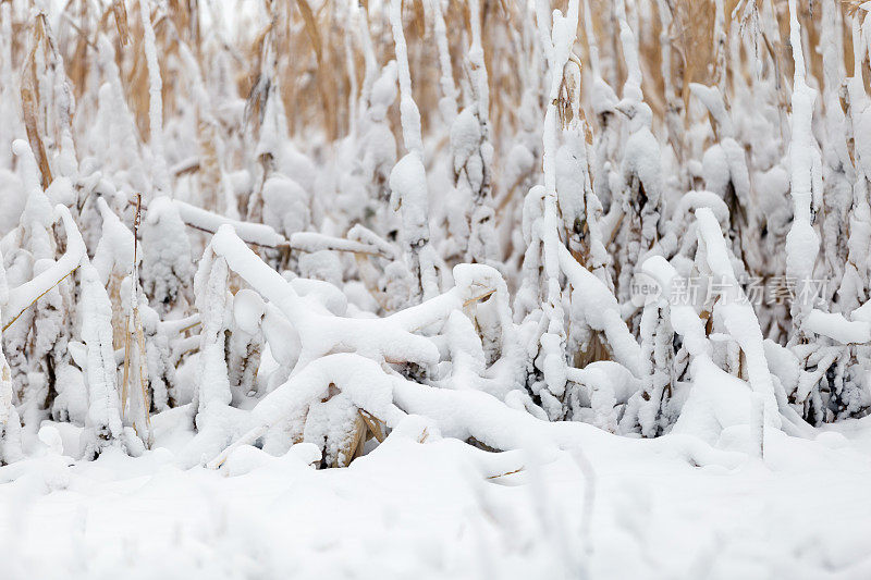 雪中的玉米地