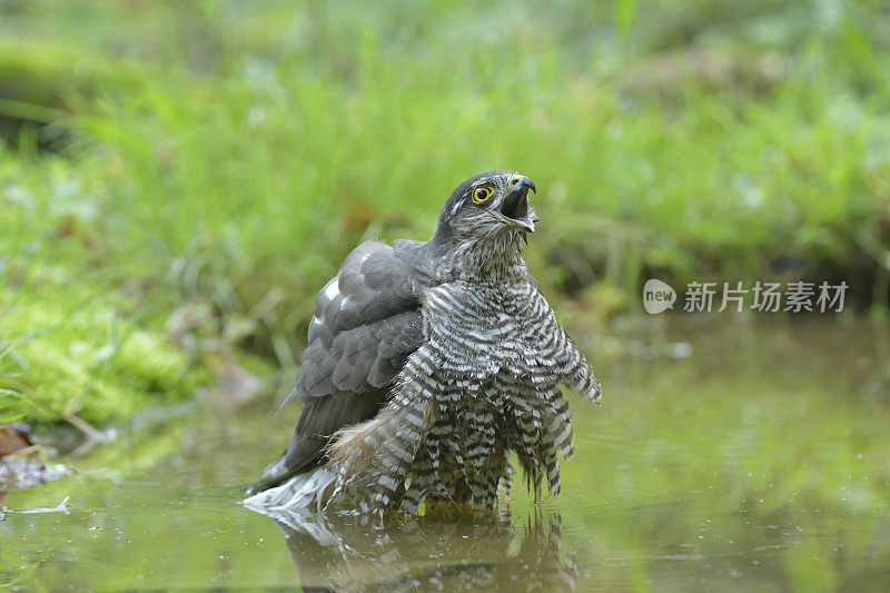 Sparrowhawk(猛禽努力)