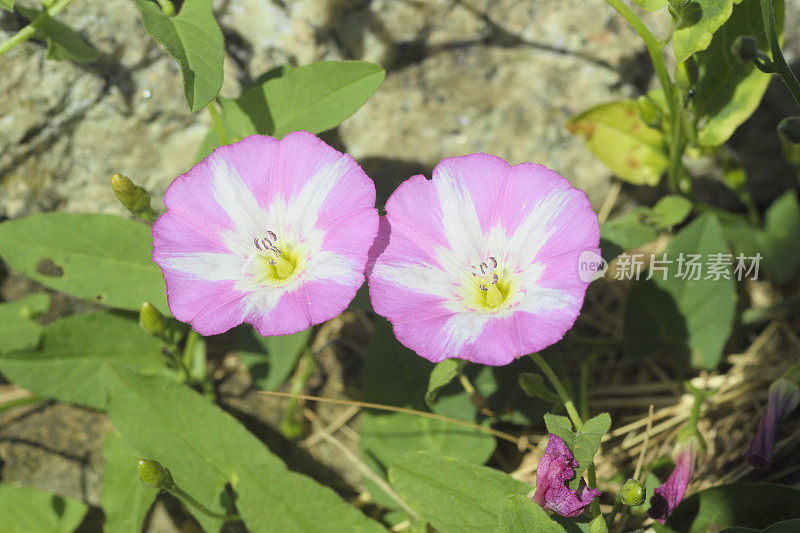 两朵粉红色的小旋花野花