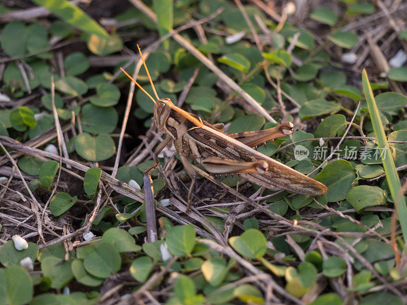 蚱蜢在一片叶子在野外，一个蚱蜢的微距照片