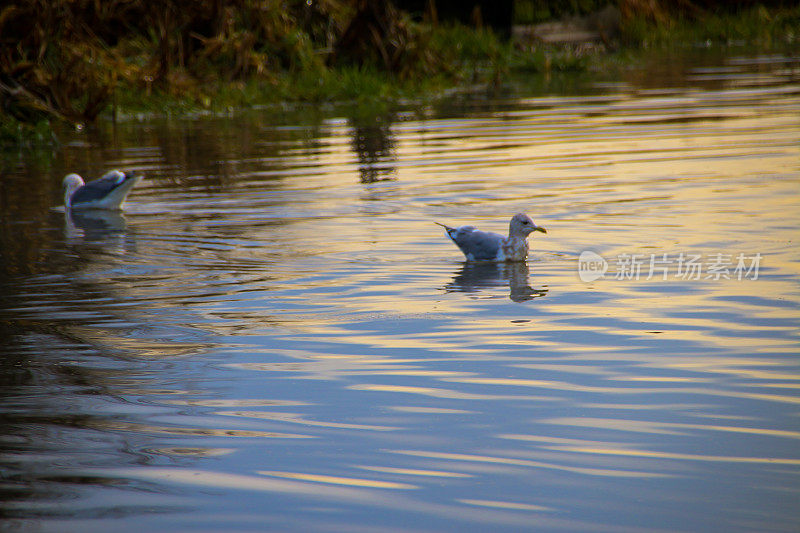 日落池塘上的海鸥