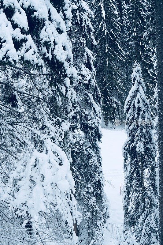 在欧洲阿尔卑斯山脉，冰雪覆盖的冬季景观和森林