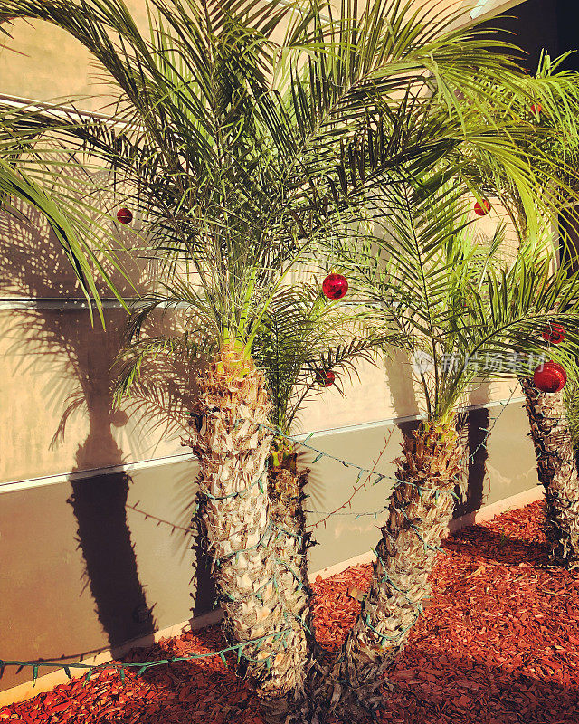 在美国圣塔莫尼卡，一棵棕榈树装饰圣诞节和新年