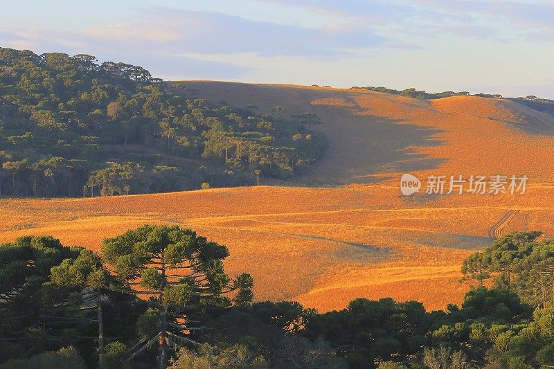 巴西南部，在金色日出的山丘上，有天南星松树的田园诗般的风景