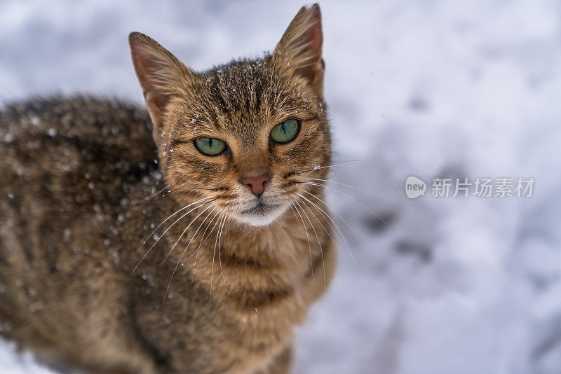 在街上，无家可归的猫