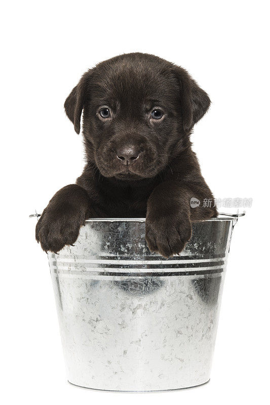 一只巧克力色的拉布拉多小狗坐在一个5周大的桶里