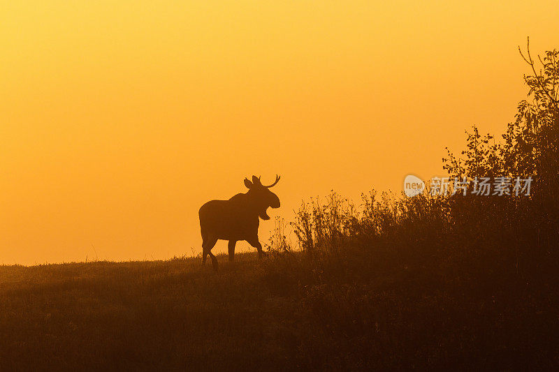 公牛驼鹿的轮廓在黎明的光线
